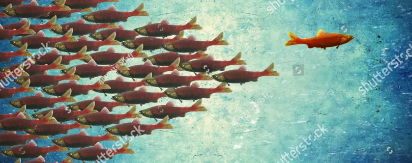 Stock Photo One Fish Swimming The Opposite Way The Rest Of The School Is Toned With A Retro Vintage Instagram 311404241