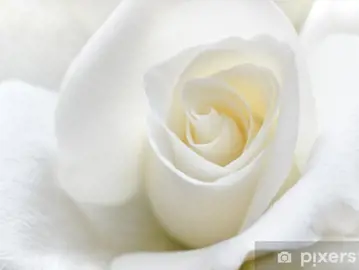Fotobehang Zachte Witte Roos