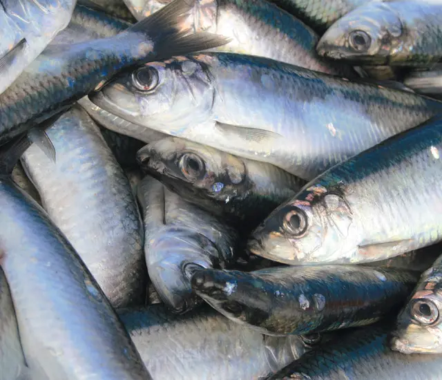 Haasnoot Haring 72Dpi Web